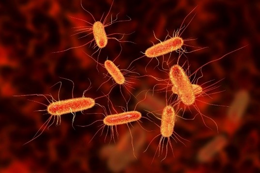 نزدیک به 80 تا 90 درصد از عفونت های مثانه توسط اشریشیا کلی(Escherichia coli ) ایجاد می شود