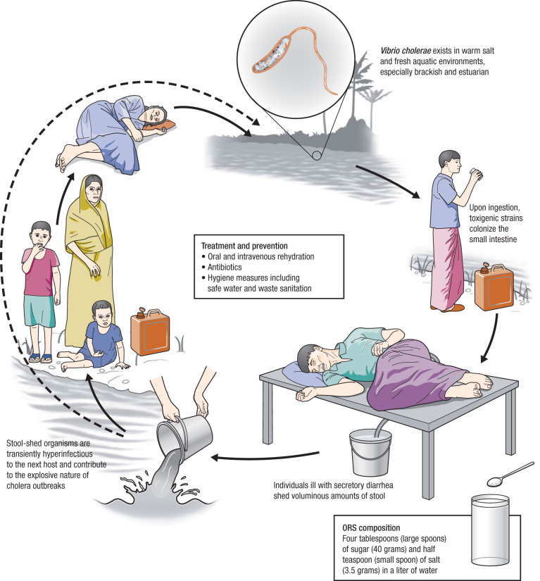 چرخه آلودگی با عامل وبا و بیماریزایی